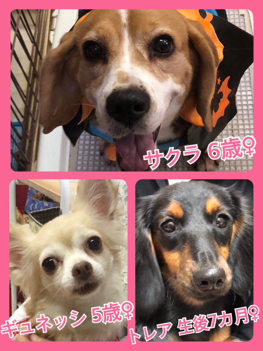 🐾今日の里親様募集中ワンコ🐶メンバーです🐾2019,10,26